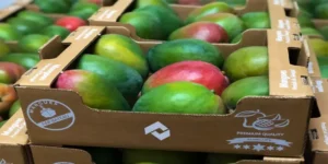 How is Mango Packaged