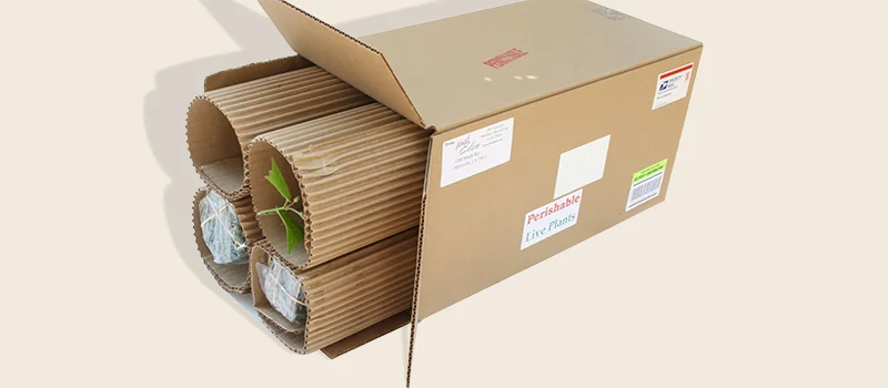 Plants Shipping Considerations