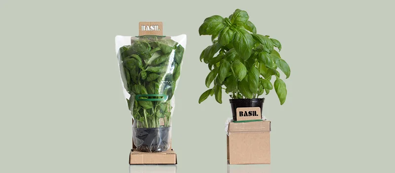 Plants Post-Delivery Care