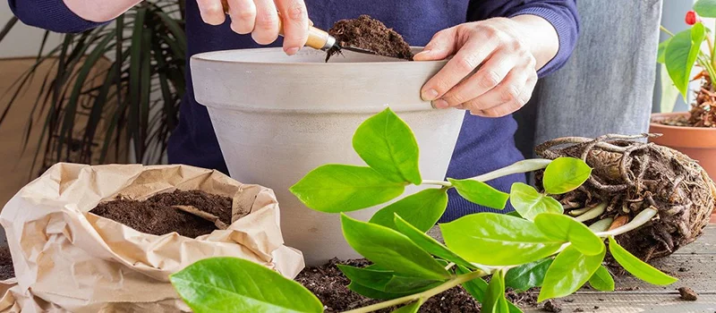 Preparing Your Plants for Shipping